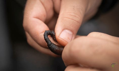 How to put worms on a hook - Man threading black worm over hook