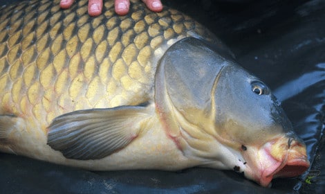 Why are Carp so Slimy? – Explained
