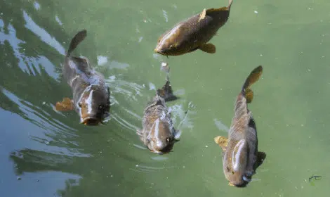 Why Do Carp Swim on the Surface? – Explained