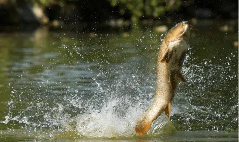 Why do carp swim on the surface - carp jumping-min