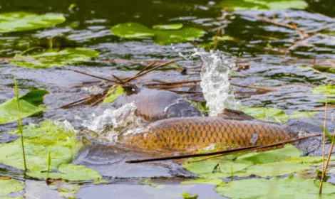 Why does carp get a bad reputation as an edible fish-min