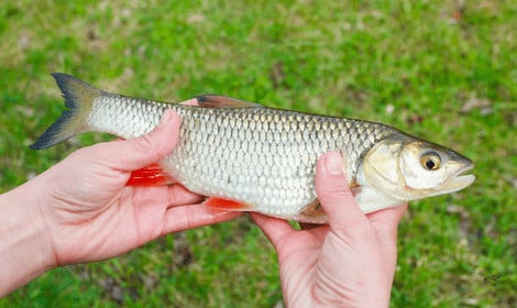 Can you eat chub - Chub in anglers hand with grass background