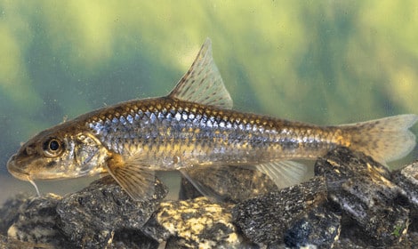 Can you eat gudgeon - Close up of gudgeon underwater