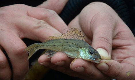 Can you eat gudgeon - Gudgeon on hook in anglers hands
