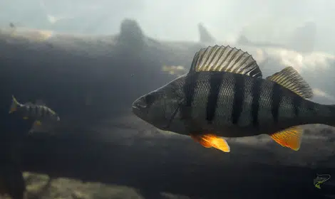 Can you eat perch - Perch swimming underwater