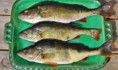 Can you eat perch - whole European perch on plate