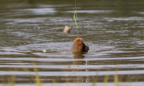 Do carp put up a good fight - Carp caught on feeder rig in water