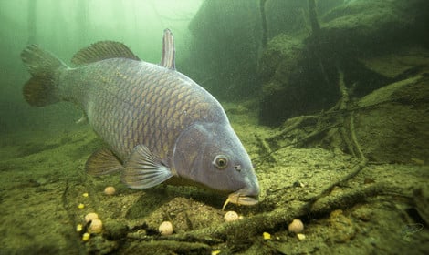 How do carp see - Carp feeding underwater