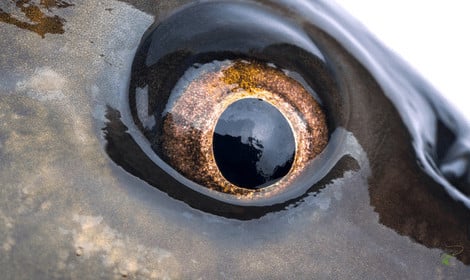 How do carp see - Close up of carp eye