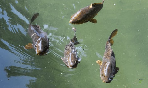 How to catch carp with dog biscuits - Carp swimming on surface