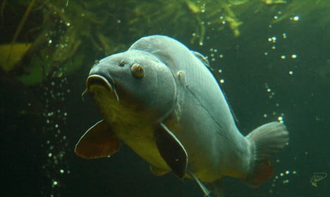 How to tell how old a carp is - Close up of carp underwater