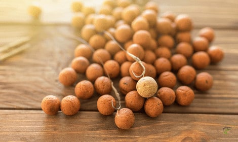 What are Carp Boilies? – Explained