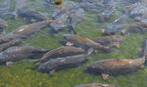 Why are carp so fat - Lots of carp in breeding pond