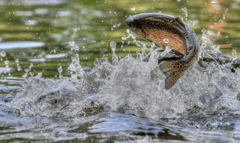 Why do trout jump out of the water - Rainbow trout jumping out of water-min
