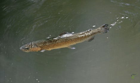 Why do trout jump out of the water - Rainbow trout rising on surface