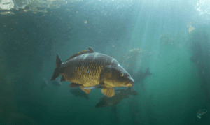 Are Carp Cold Water Fish - Carp swimming in clear blue water