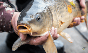Do Carp Have Whiskers - Close up of a carps head and barbells