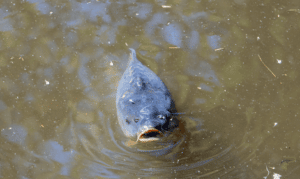 How do carp feed in dirty water - carp ooon surface of murky pond