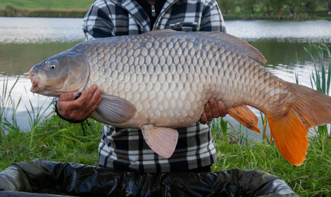When Are Carp at their Heaviest?