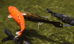 Are carp big gold fish - Carp and gold koi swimming together