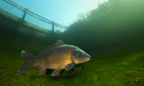 Can Carp Live in Rivers? – Locating & Catching
