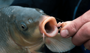Can you pick up carp by the mouth - Close up of carp mouth with hooked maggots