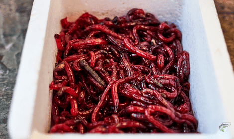 Do Carp Like Bloodworms? – Bloodworm Tactics