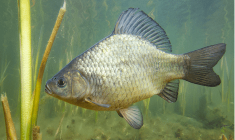 What are Crucian Carp? – Identifying & Catching Them
