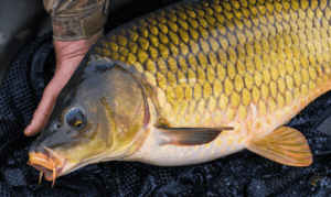 What is the life expectancy of carp - Large carp on landing net and mat