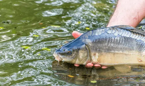 How to Properly Release Carp back into the Water?