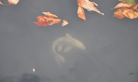 Do Ghost Carp Eat Other Carp - Ghost carp swimming below surface with leaves