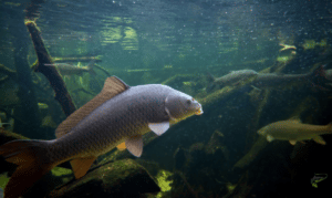 How to fish for carp in a pressured water - Common Carp swimming underwater