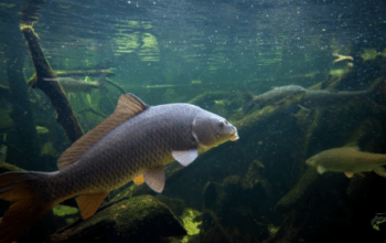 How To Fish for Carp in a Pressured Water? – 5 Tips