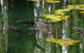 Will Carp Eat Dog Food? – Two Methods